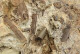 Dinosaur Vertebra and Tendons in Situ - Lance Formation, Wyoming #242447-5